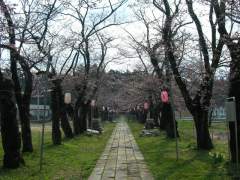 桜2007.04.11S