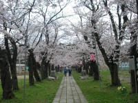 桜2007.04.15L