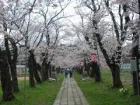 桜2007.04.15S
