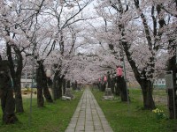 桜2007.04.16L