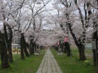 桜2007.04.16S