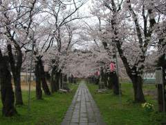 桜2007.04.17S