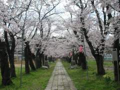 桜2007.04.18S