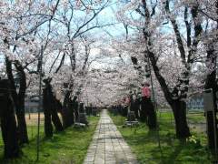 桜2007.04.19S