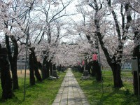桜2007.04.20L