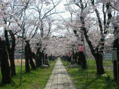 桜2007.04.20S