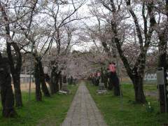 桜2007.04.21S
