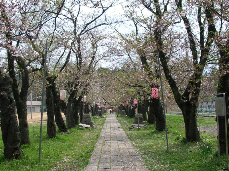 桜2007.04.22L