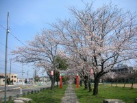 悠久山の桜 2007