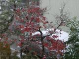 紅葉に降る初雪