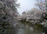 長岡 福島江の桜 2008