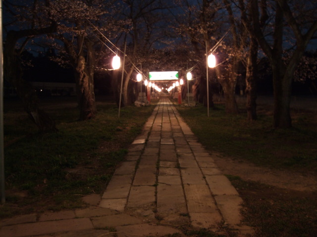 悠久山桜2009-4