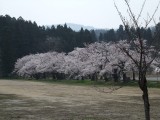 悠久山桜2009-2