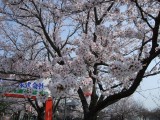 悠久山桜2009-1