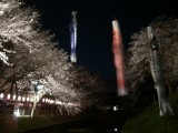 金峰神社の夜桜