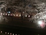 金峰神社の夜桜