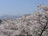 岩手公園の桜 1