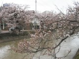 福島江の桜２