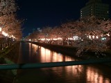 福島江 夜桜