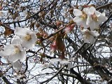 赤坂山の桜