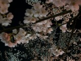 福島江 夜桜