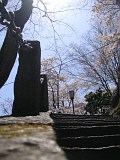 岩手公園の桜 2